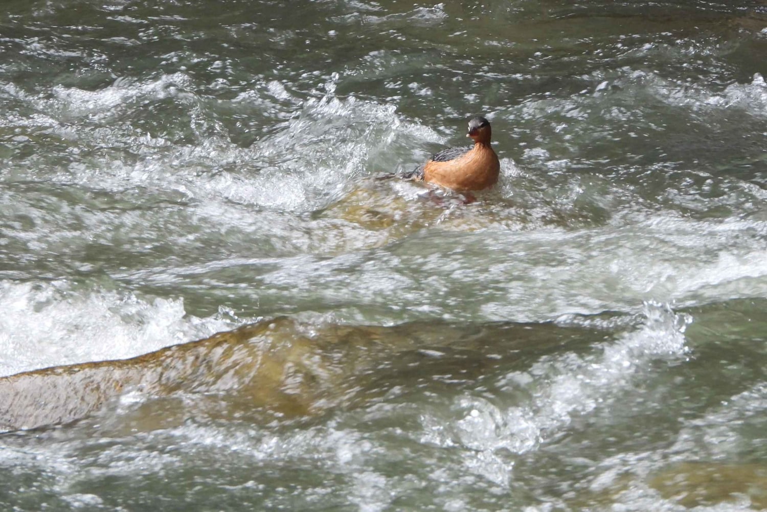 Near Papallacta: hiking in a private nature reserve + lunch