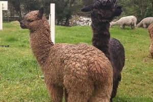 Near Papallacta: hiking in a private nature reserve + lunch