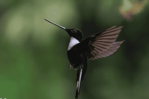 Near Papallacta: hiking in a private nature reserve + lunch