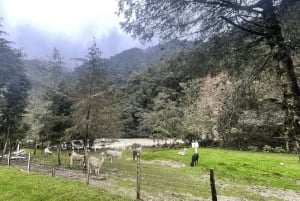 Near Papallacta: hiking in a private nature reserve + lunch