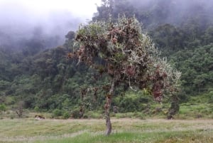 Cerca a Papallacta: senderismo en reserva natural privada + almuerzo