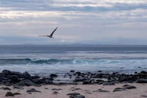 ISLA SEYMOUR NORTE- LA MEJOR EXPERIENCIA DE AVISTAMIENTO DE AVES Y SNORKEL