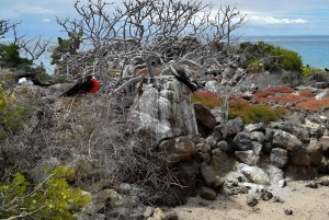 ISLA SEYMOUR NORTE- LA MEJOR EXPERIENCIA DE AVISTAMIENTO DE AVES Y SNORKEL