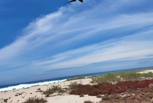 ISLA SEYMOUR NORTE- LA MEJOR EXPERIENCIA DE AVISTAMIENTO DE AVES Y SNORKEL