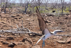 ISLA SEYMOUR NORTE- LA MEJOR EXPERIENCIA DE AVISTAMIENTO DE AVES Y SNORKEL