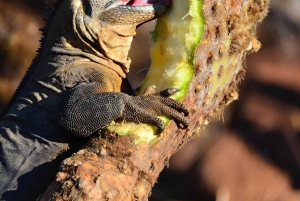WYSPA NORTH SEYMOUR - NAJLEPSZE WRAŻENIA Z OBSERWACJI PTAKÓW I SNORKELINGU