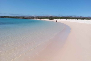 WYSPA NORTH SEYMOUR - NAJLEPSZE WRAŻENIA Z OBSERWACJI PTAKÓW I SNORKELINGU