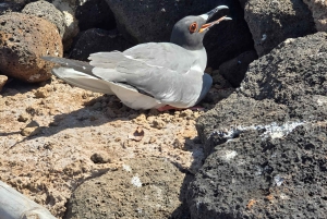 WYSPA NORTH SEYMOUR - NAJLEPSZE WRAŻENIA Z OBSERWACJI PTAKÓW I SNORKELINGU