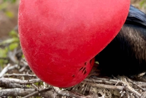 WYSPA NORTH SEYMOUR - NAJLEPSZE WRAŻENIA Z OBSERWACJI PTAKÓW I SNORKELINGU