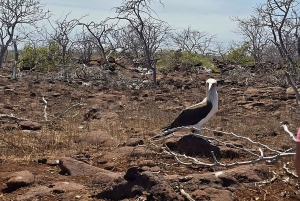 North Seymour Island: Full-Day Tour in Galapagos