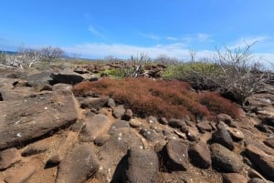 North Seymour Island: Full-Day Tour in Galapagos