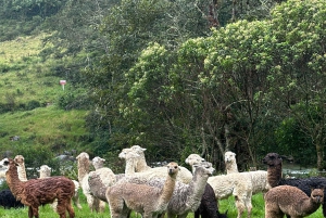 Papallacta Hot springs and hike in Cuyuja Reserve with transfer