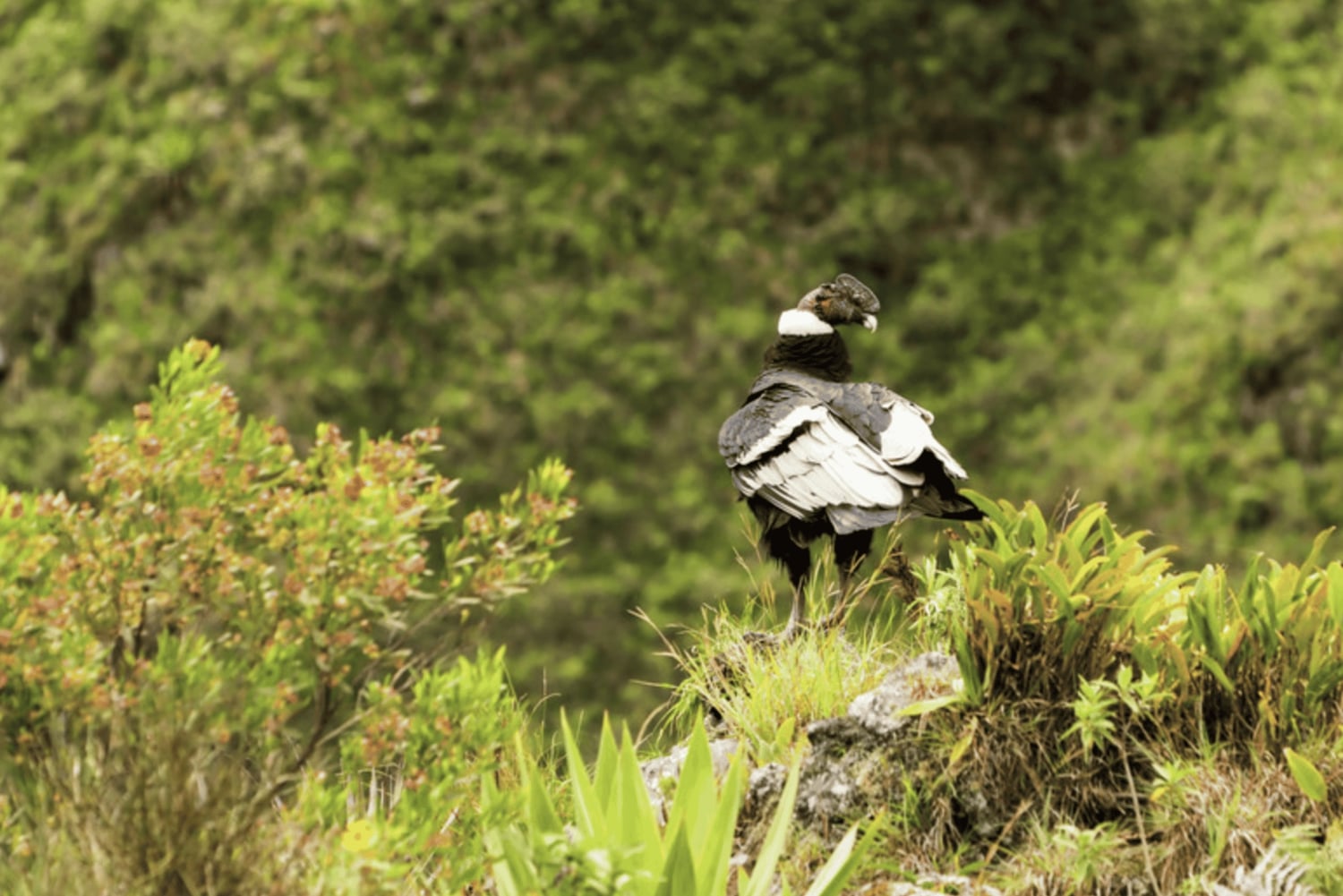 Paramo & Cloud Forest: Andean Bear Expedition