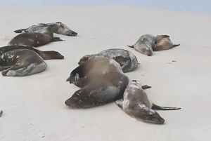 From Puerto Ayora: Pinzon Island & Las Palmitas Beach Tour