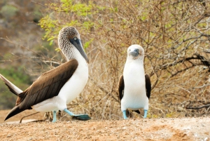 From Puerto Ayora: Pinzon Island & Las Palmitas Beach Tour