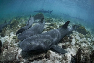 Ön Pinzón: Snorkla, fiska och koppla av i paradiset