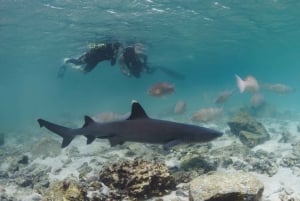 Ön Pinzón: Snorkla, fiska och koppla av i paradiset