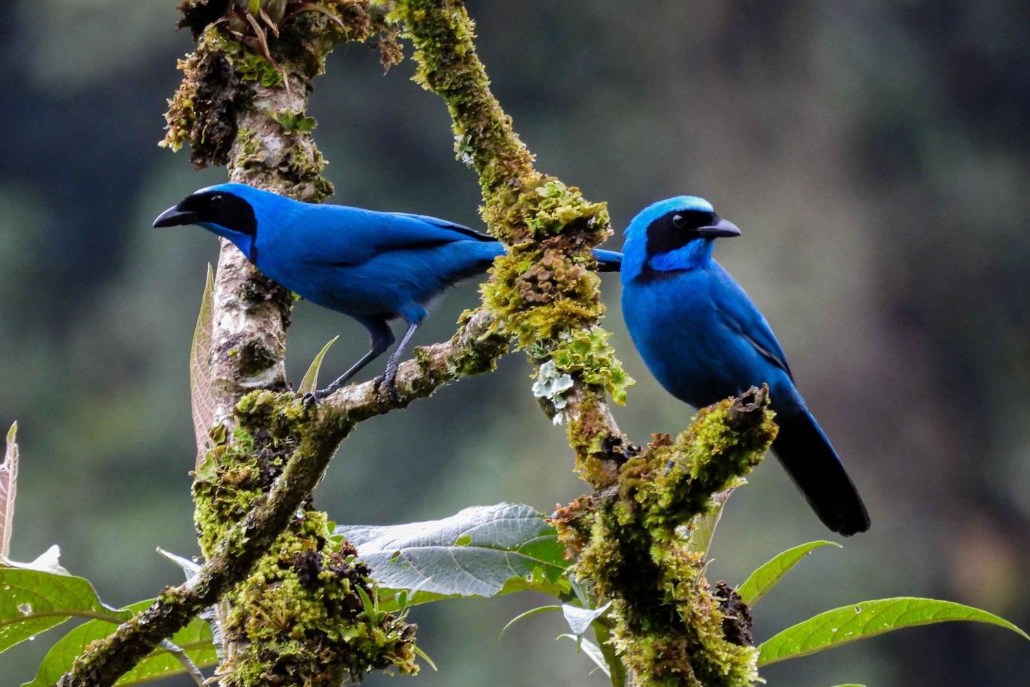 プライベート パパラクタ温泉とグアンゴ雲霧林