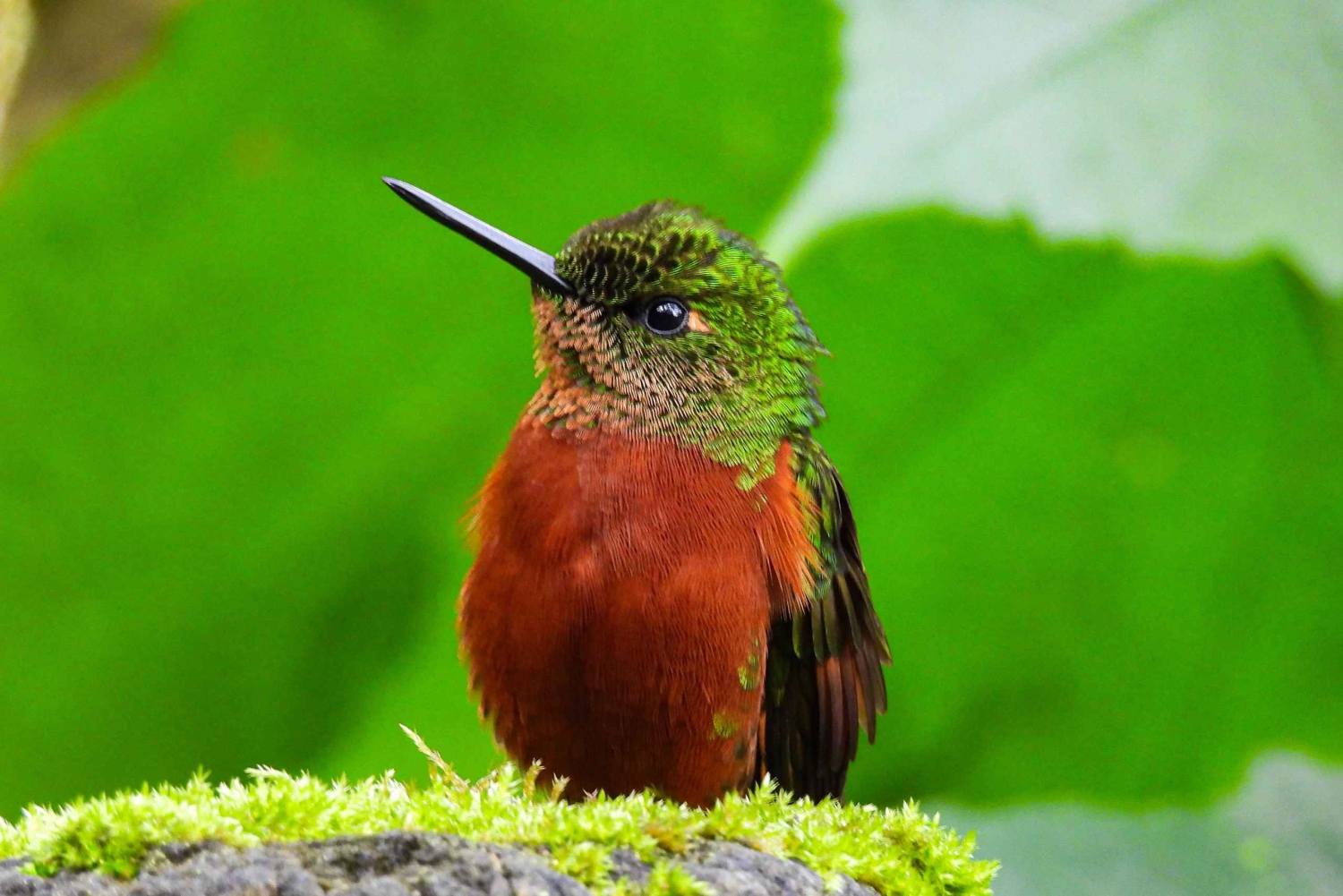 プライベート パパラクタ温泉とグアンゴ雲霧林