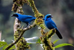 プライベート パパラクタ温泉とグアンゴ雲霧林