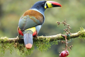 プライベート パパラクタ温泉とグアンゴ雲霧林