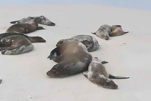 Galapagos: Charles Darwin Station & Tortuga Bay Private Tour