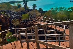 Puerto Ayora: Dagstur til Santa Cruz' højland og snorkling