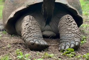 بويرتو أيورا جولة نهارية في مرتفعات سانتا كروز والغطس في يوم واحد