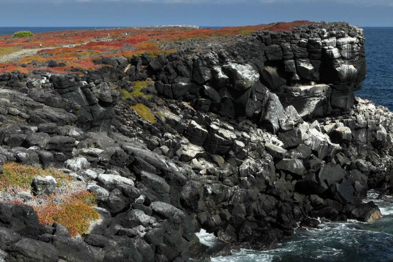 Puerto Ayora: wycieczka 1-dniowa po South Plazas i Punta Carrion