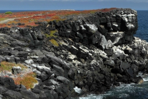 Puerto Ayora: wycieczka 1-dniowa po South Plazas i Punta Carrion