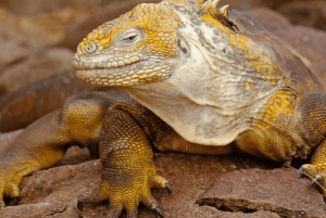 Puerto Ayora: wycieczka 1-dniowa po South Plazas i Punta Carrion