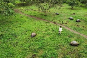 بويرتو أيورا: تجربة سلحفاة غالاباغوس العملاقة المشتركة