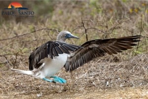 Puerto López: Isla de la Plata: La magia delle Mini Galapagos ti aspetta