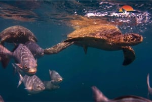 Puerto López: Isla de la Plata: La magia delle Mini Galapagos ti aspetta