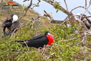 Puerto López: Isla de la Plata: La magia delle Mini Galapagos ti aspetta
