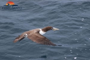 Puerto López: Isla de la Plata: La magia delle Mini Galapagos ti aspetta