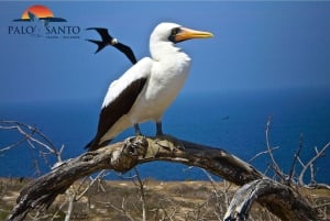Puerto López: Isla de la Plata: La magia delle Mini Galapagos ti aspetta