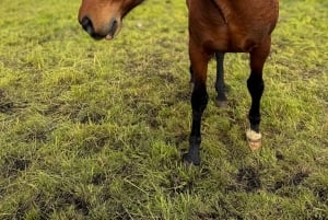 Quito: 2-Day All-Inclusive Cotopaxi Adventure