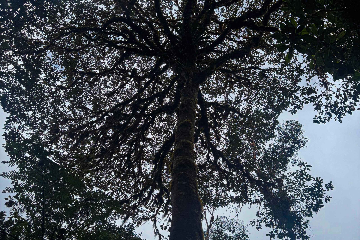 キト：2日間のクラウドフォレスト体験をお楽しみください