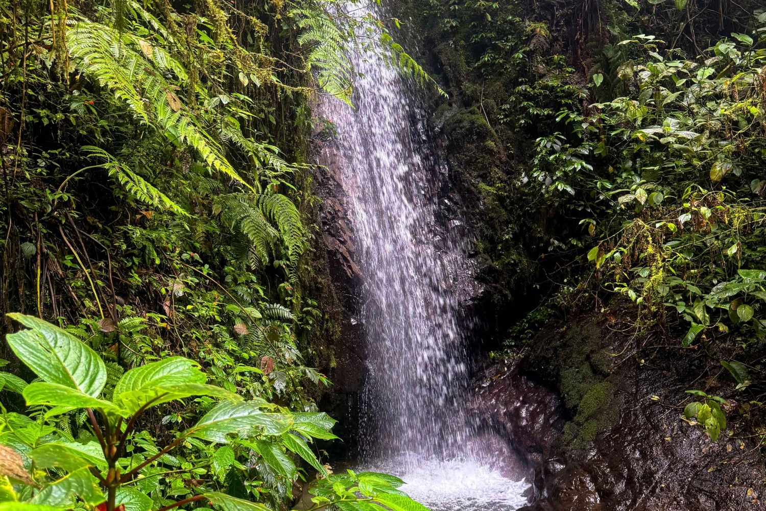 キト：2日間のクラウドフォレスト体験をお楽しみください