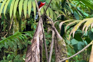 キト：2日間のクラウドフォレスト体験をお楽しみください