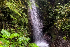 キト：2日間のクラウドフォレスト体験をお楽しみください