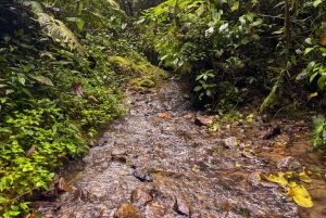 キト：2日間のクラウドフォレスト体験をお楽しみください