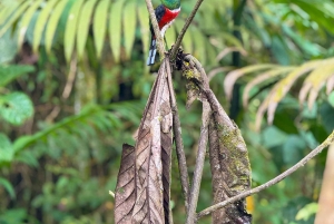 キト：2日間のクラウドフォレスト体験をお楽しみください