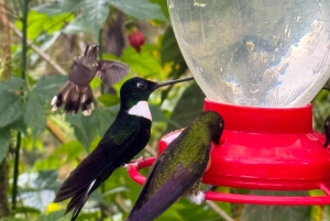 キト：2日間のクラウドフォレスト体験をお楽しみください