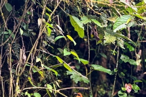 Quito: 2-Day Mindo Cloud Forest Adventure