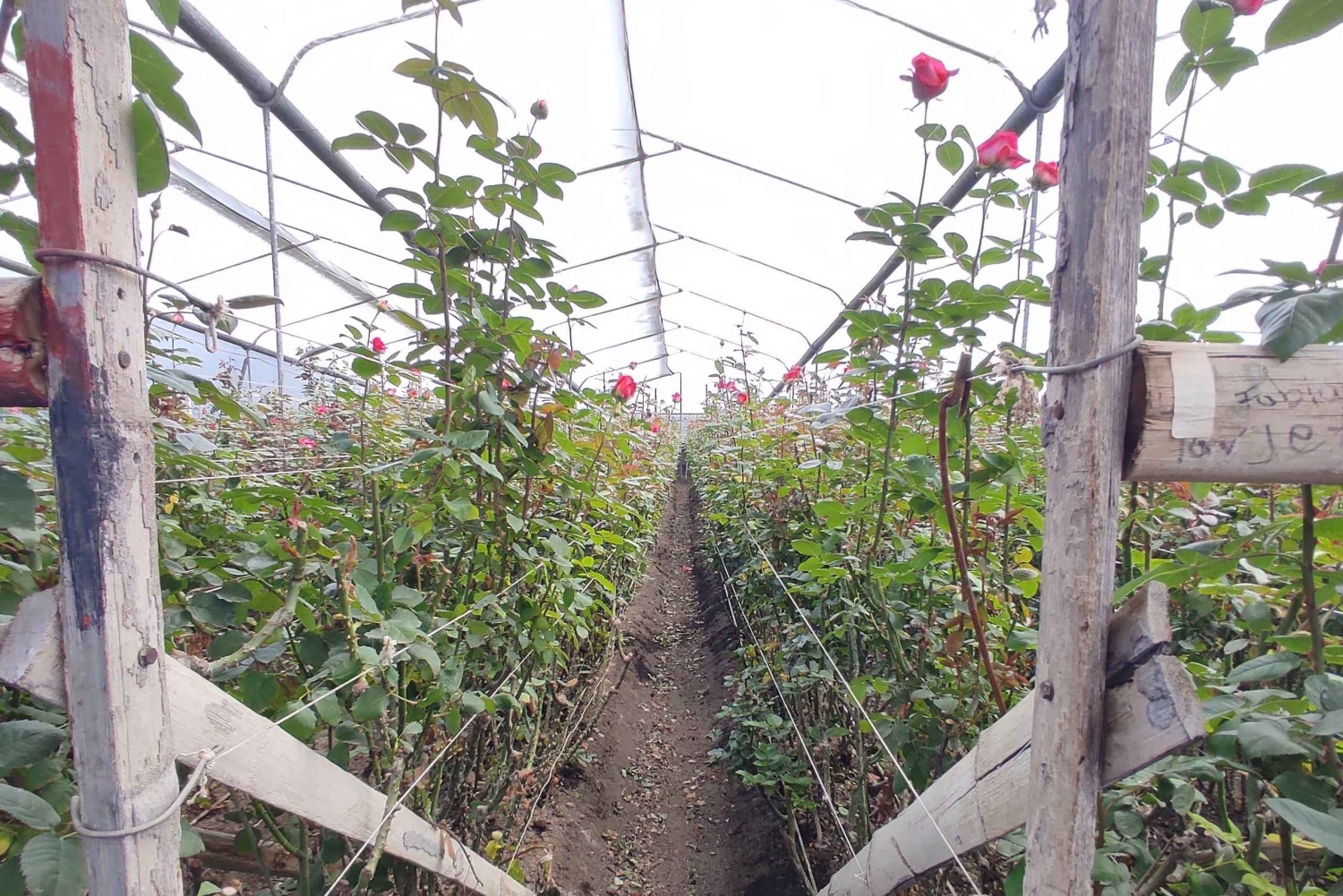 Quito: excursão cultural de 2 dias a Otavalo e Nayón