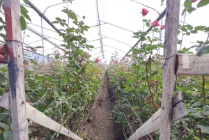 Quito: excursão cultural de 2 dias a Otavalo e Nayón