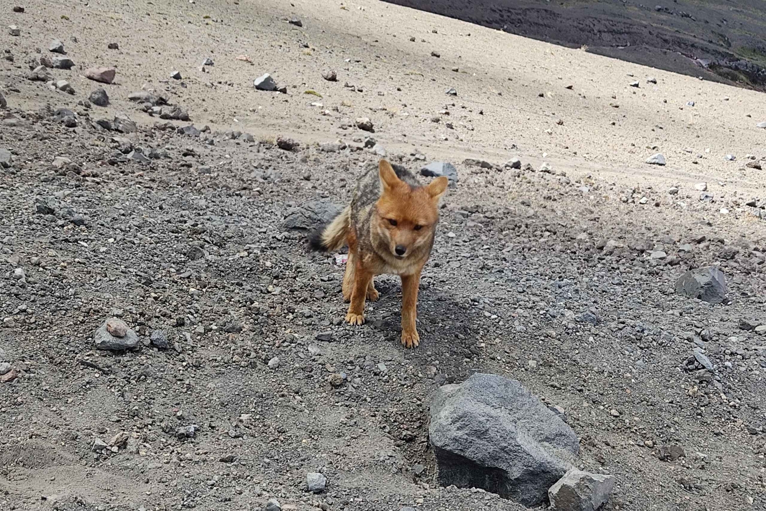 Quito: 3-Day Andes Tour with Cotopaxi, Quilotoa & Chimborazo