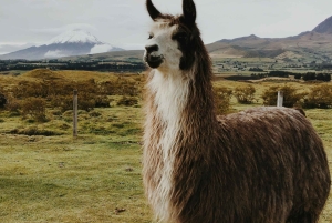 Quito: 3-Day Andes Tour with Cotopaxi, Quilotoa & Chimborazo